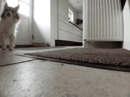 PIC_20250422_113023301.jpg.gif